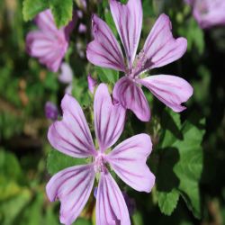 Weicher-Storchschnabel-Geranium-molle