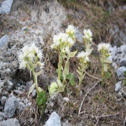 Weisse-Pestwurz-Petasites-albus