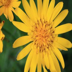 Wiesen-Bocksbart-Tragopogon-pratensis