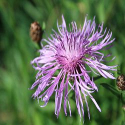 Wiesen-Flockenblume-Centaurea-jacea