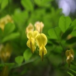 Wiesen-Platterbse-Lathyrus-Pratensis