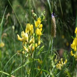 Wiesen-Platterbse-Lathyrus-Pratensis2