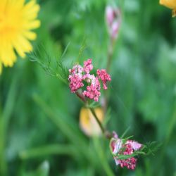 Wilde-Mohre-Daucus-carota