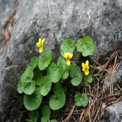 Zweiblutiges-Veilchen-Viola-biflora