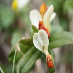 Zwergbuchs-Polygale-chamaebuxus