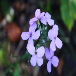 Zwiebeltragende-Zahnwurz-Dentaria-bulbifera