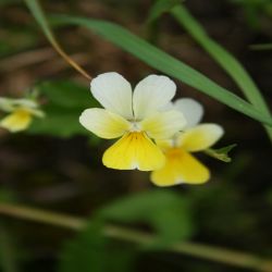 Acker-Stiefmutterchen-Viola-arvensis-Murray