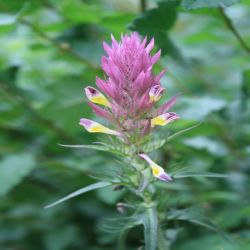 Acker-Wachtelweizen-Melampyrum-arvense