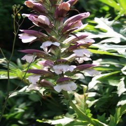 Akanthus-Kandelaber-Acanthus-spinosus