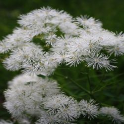 Akeleiblattrige-Wiesenraute-Thalictrum-aquilegifolium