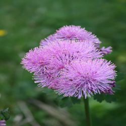 Akeleiblattrige-Wiesenraute-Thalictrum-aquilegifolium2