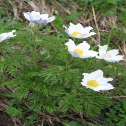 Alpen-Anemone-Pulsatilla-alpina