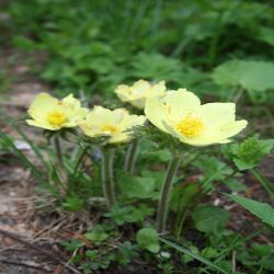 Alpen-Anemone2-Pulsatilla-alpina