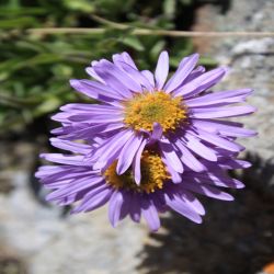 Alpen-Aster-Aster-alpinus