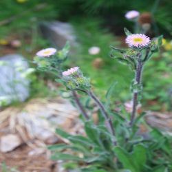 Alpen-Berufkraut-Erigeron-alpinus