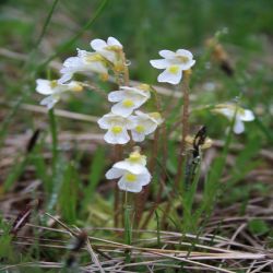 Alpen-Fettkraut-pinguicula-alpina