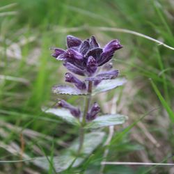 Alpen-Helm-Bartschie-Bartsia-alpina