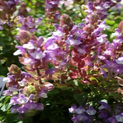 Alpen-Helmkraut-Scutellaria-Alpina