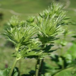 Alpen-Mannstreu-Eryngium-Alpinium