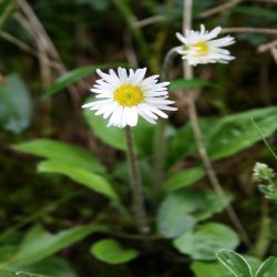 Alpen-Masslieb-Aster-bellidiastrum