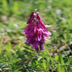 Alpen-Sussklee-Hedysarum-hedysarioides