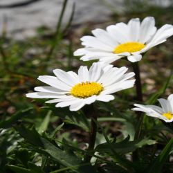 Alpen-Wucherblume-Leucanthemopsis-alpina2