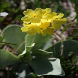 Aurikel-Primula-auricula