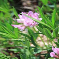 Bastard-Klee-Trifolium-hybridum