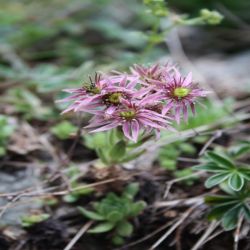 Berg-Hauswurz-Sempervivum-montanum