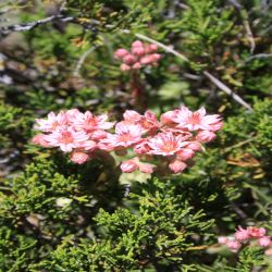 Berg-Hauswurz-Sempervivum-montanum2