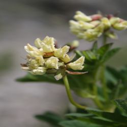 Berg-Kronwicke-Coronilla-coronata