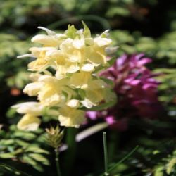 Blasses-Knabenkraut-Orchis-pallens