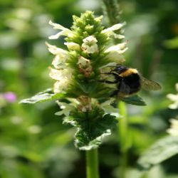 Blassgelbe-Betonie-Stachys-Alopecuros