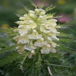 Blattreiches-Lausekraut-Pedicularis-foliosa