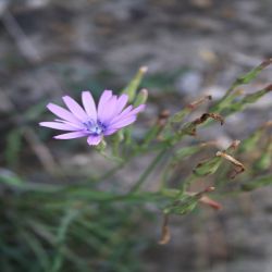 Blauer-Lattich-Lactuca-perennis