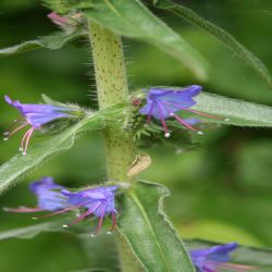 Blauer-Natternkopf-Echium-vulgare