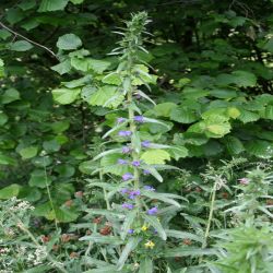 Blauer-Natternkopf-Echium-vulgare2