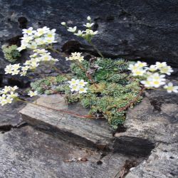 Blaugruner-Steinbrech-Saxifraga-caesia