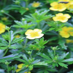 Blutwurz-Potentilla-ercta