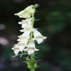 Braunwurzgewachse-Digitalis