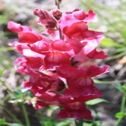 Breitblattriges-Lowenmaul-Antirrhinum-latifolium