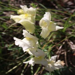 Breitblattriges-Lowenmaul-Antirrhinum-latifolium2