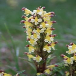 Buntes-Lausekraut-Pedicularis-oederi