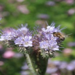 Buschelschon-Bienenfreund-Phacelia-tanacetifolia