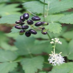 Christophskraut-Actaea-spicata