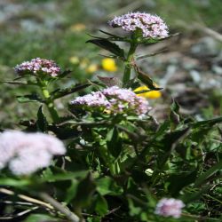 Dreiblatt-Baldrian-Valeriana-tripteris