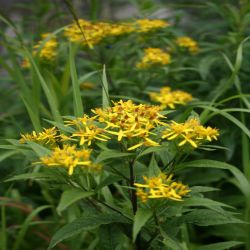 Echte-Goldrute-Solidago-Virga-aurea