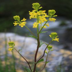 Echtes-Barbarakraut-Barbarea-vulgaris