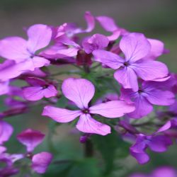 Einjahrige-Silberblatt-Lunaria-Annua