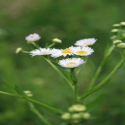 Einjahriges-Berufkraut-Erigeron-annuus